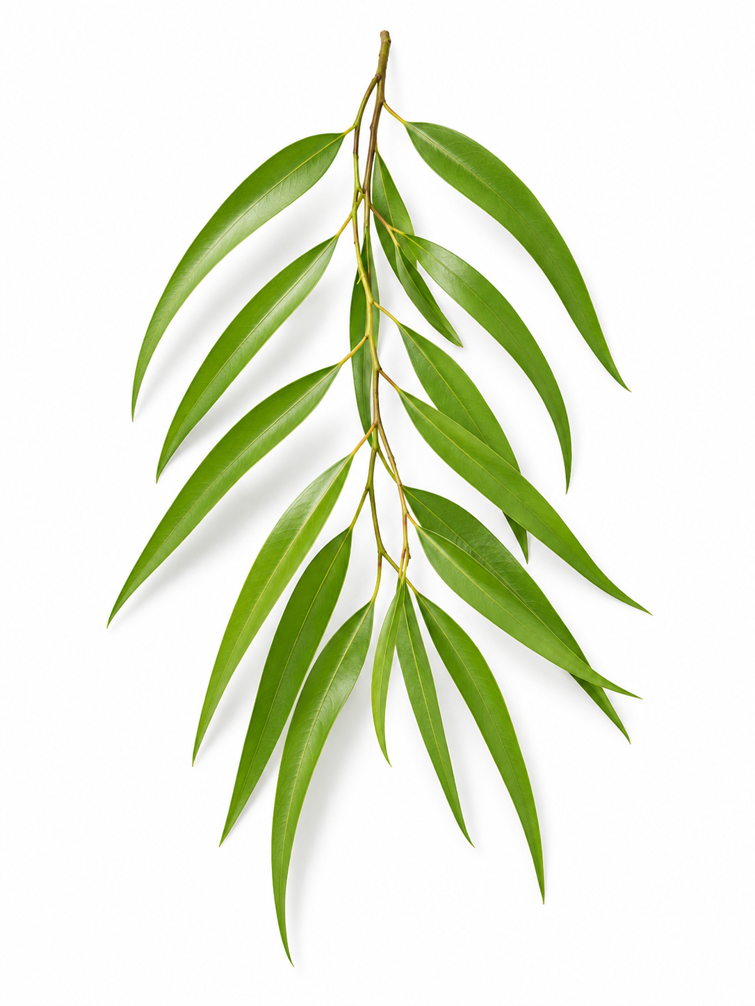 Cajeput